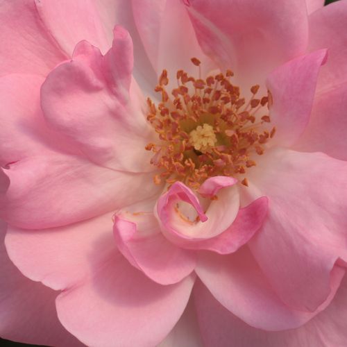 Rosa Centenaire de Lourdes™ - trandafir cu parfum discret - Trandafir copac cu trunchi înalt - cu flori în buchet - roz - Georges Delbard - coroană tufiș - ,-